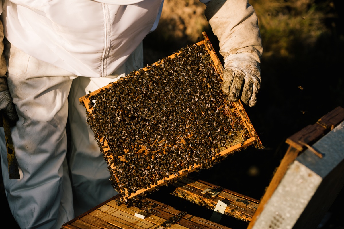 Proceso de envasado de miel natural en Miel Hermanos Gallardo